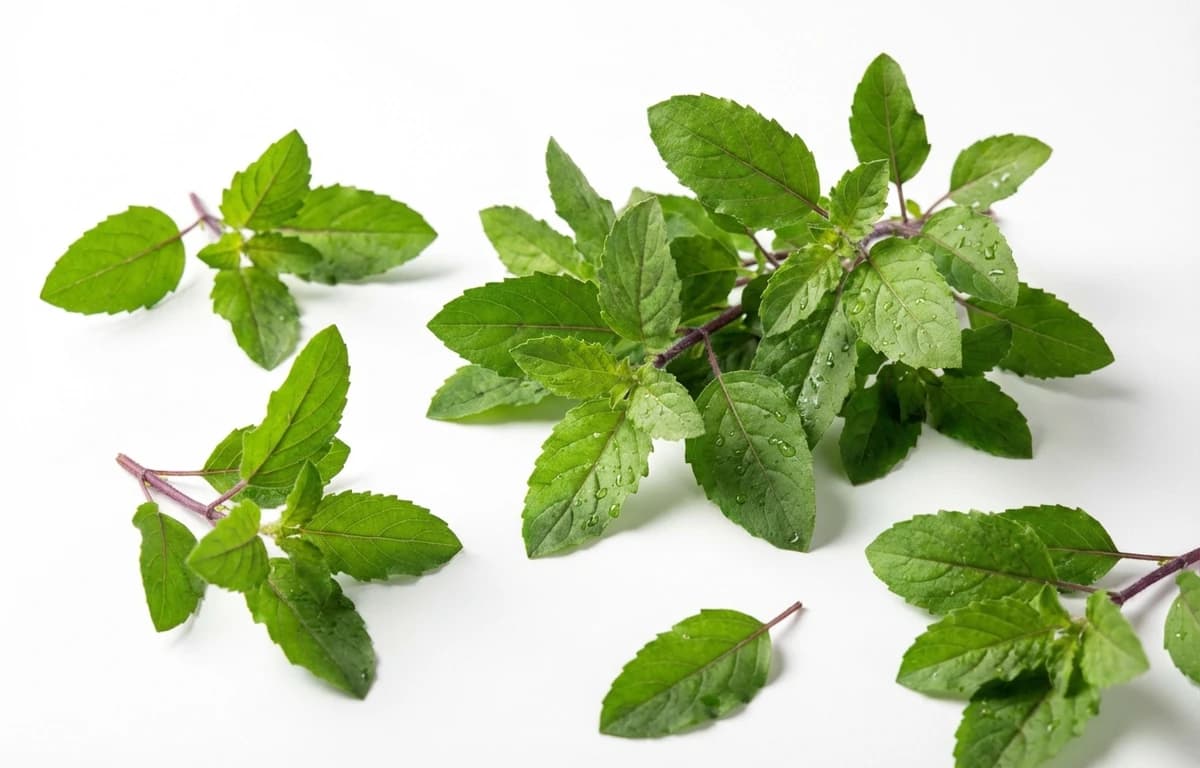 holy basil