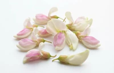 corkwood tree flowers