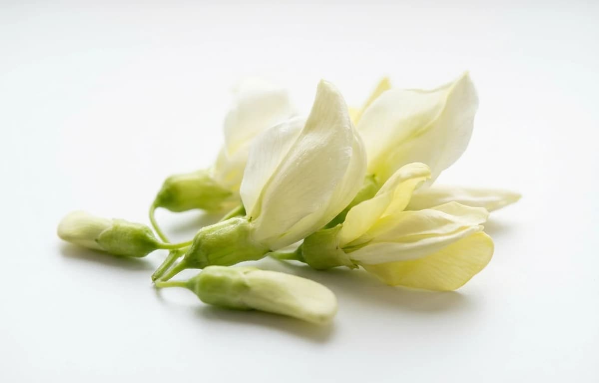 sesbania grandiflora flowers
