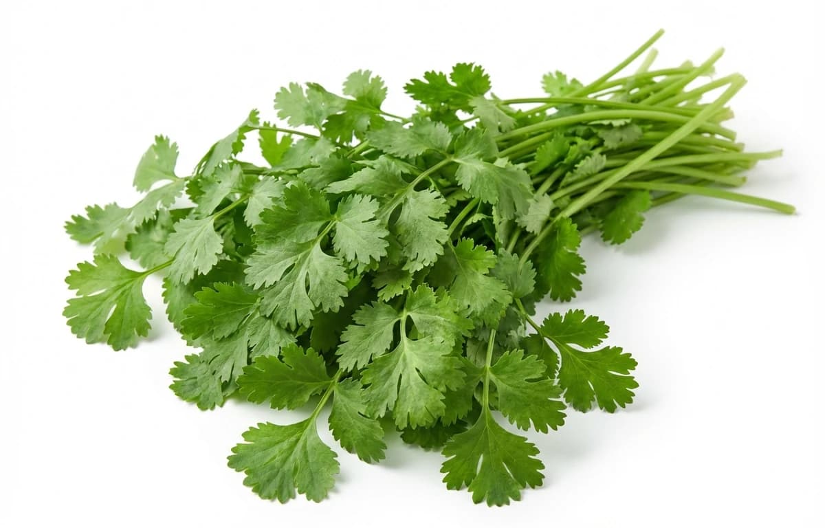Fresh Coriander