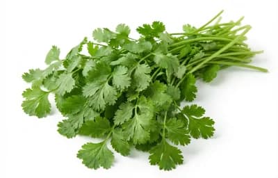 Fresh Coriander