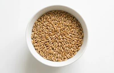 raw dry einkorn grain