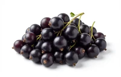 raw european black currant