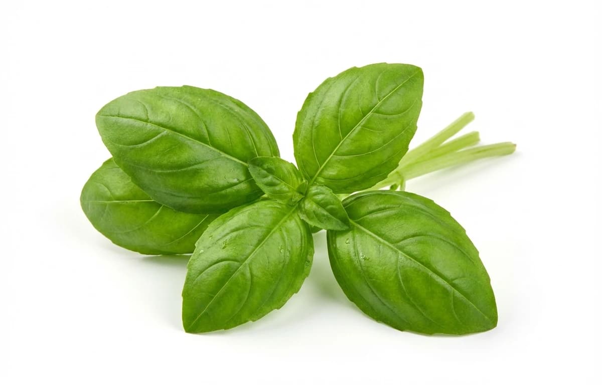 fresh basil