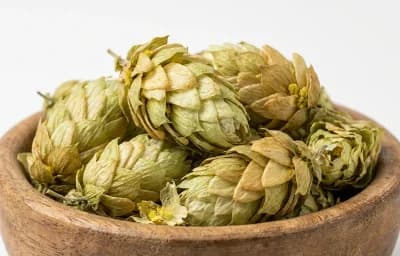 Hallertau Hops