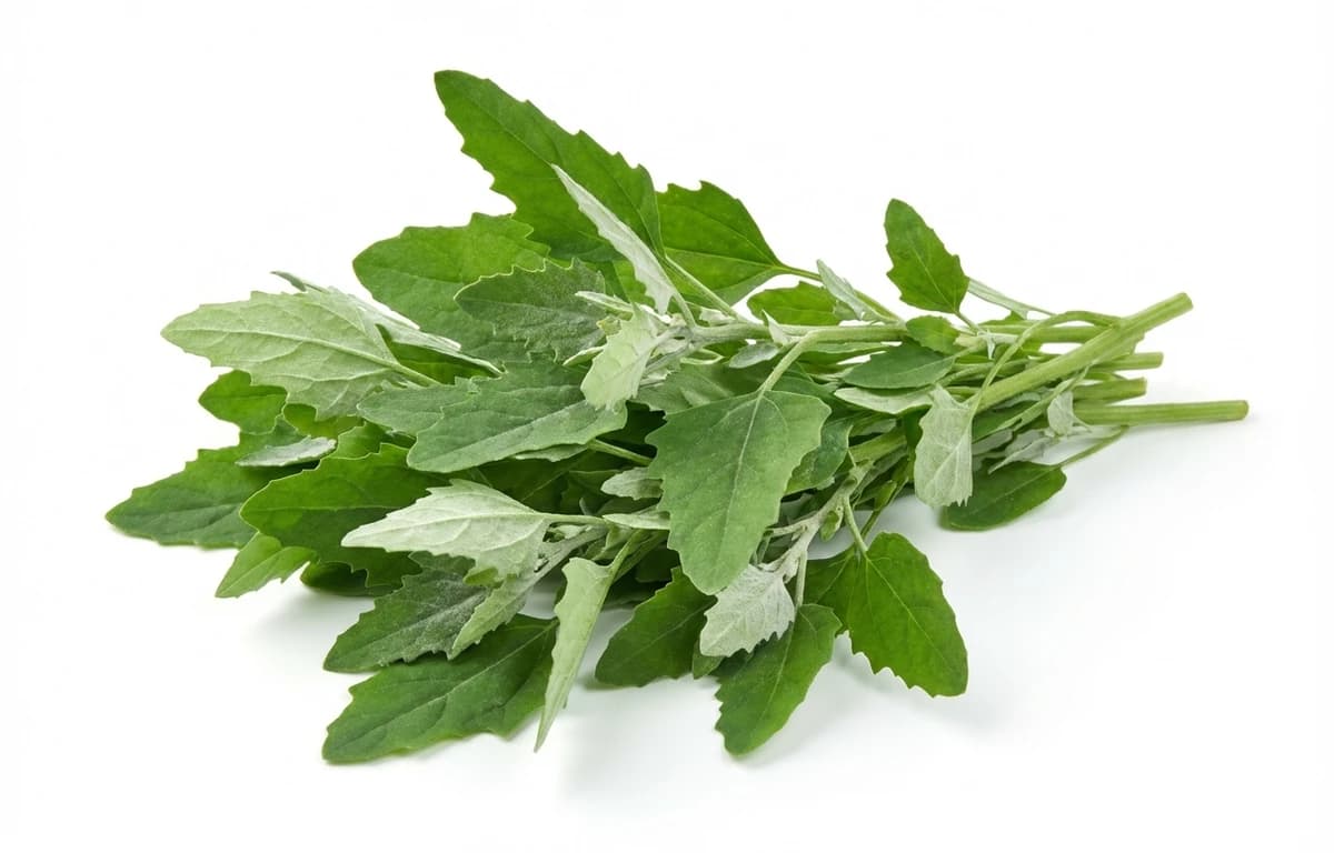 chenopodium