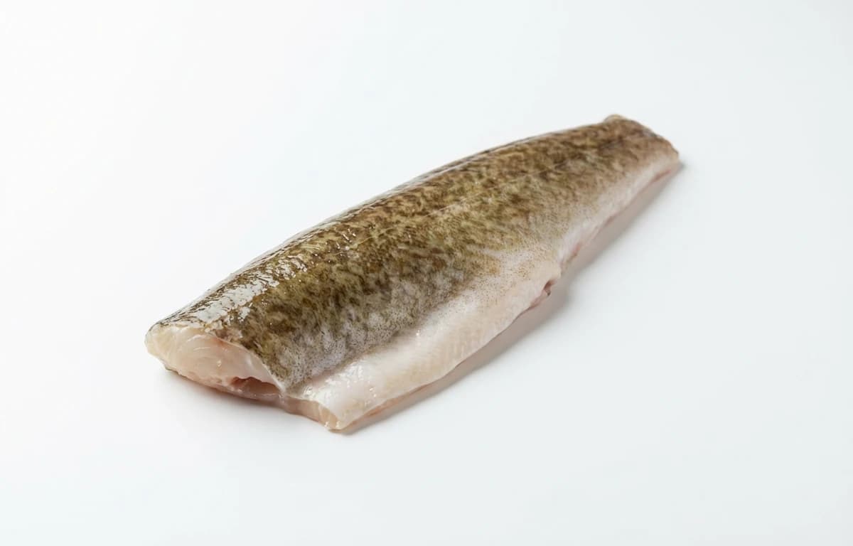 raw burbot fish