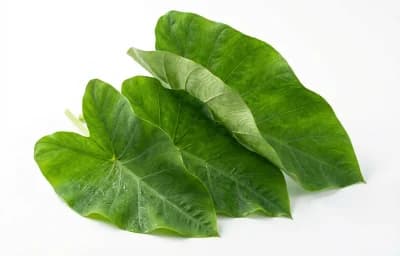 luau leaves