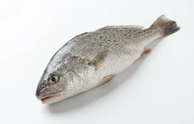 raw atlantic croaker