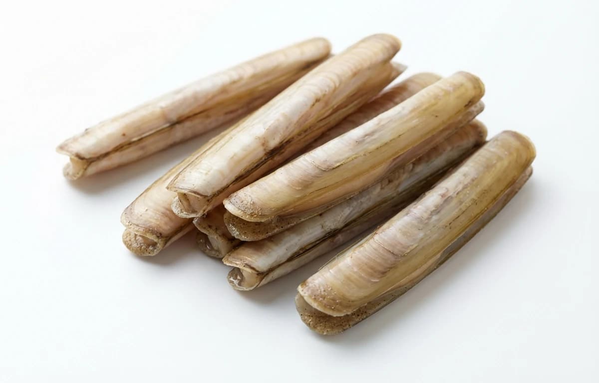 razor clams