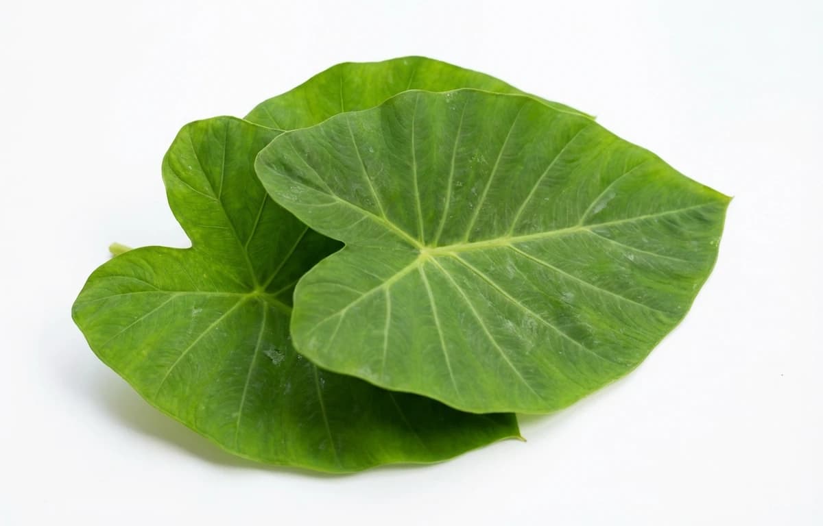 taro leaves