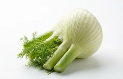 fennel bulb
