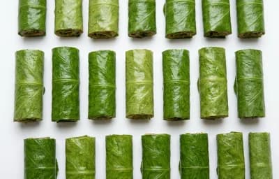 colocasia leaf rolls