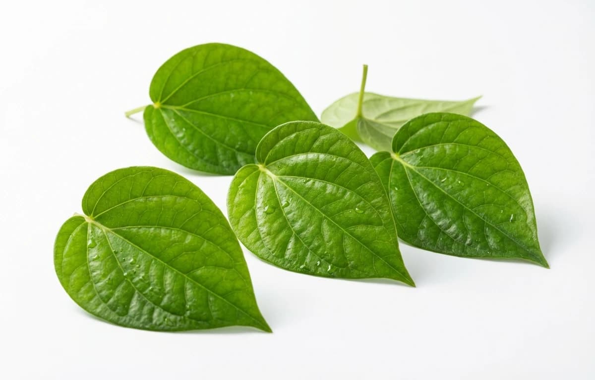 small betel leaves