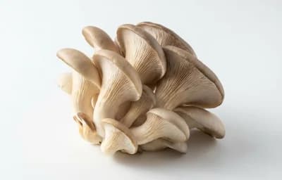 raw oyster mushroom