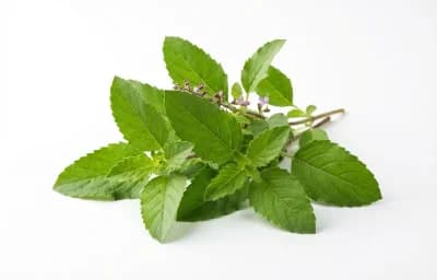 Holy Basil Leaves